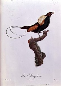 Cennet Kuşu, Jacques Louis Peree (d.1769) tarafından gravür (renkli gravür) by Jacques (after) Barraband