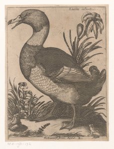 bir D Anatra Saluatica (nesne üzerindeki başlık) Nine Birds (dizi adı)