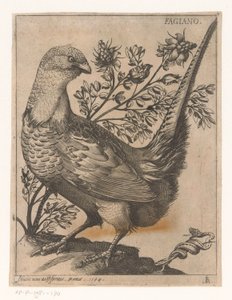 Sülün Fagiano (nesne üzerindeki başlık) Nine Birds (dizi adı)