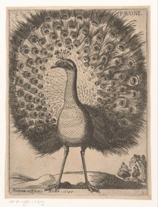 tavuskuşu Pavone (nesne üzerindeki başlık) Nine Birds (dizi adı)