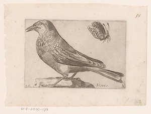 Sığırcık (Sturnus vulgaris) Storno (nesne üzerindeki başlık) Kuşlar (dizi adı)
