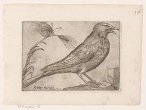 Sığırcık (Sturnus vulgaris) Storno (nesne üzerindeki başlık) Kuşlar (dizi adı)