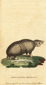 Brezilyalı üç bantlı armadillo, Tolypeutes tricinctus, 1800 (gravür)