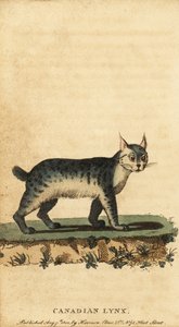 Kanada vaşağı, Lynx canadensis., 1800 (gravür)