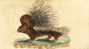 Tepeli kirpi, Hystrix cristata.,1800 (gravür)