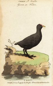 Avrasya tavuğu, Fulica atra