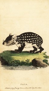 Ova paca veya benekli paca, Cuniculus paca., 1800 (gravür)