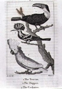 Toucan, Huppoo ve Kakadu, Oliver Goldsmith tarafından 