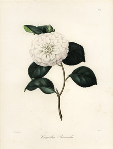 Camellia japonica çeşidi, Camellia bonardii veya Camellia bonnardii by Jakob (after) Jung