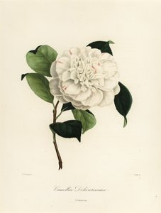 Camellia japonica çeşidi, Camellia delicatissima by Jakob (after) Jung