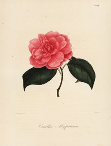 Camellia japonica çeşidi, Camellia monfortiana by Jakob (after) Jung