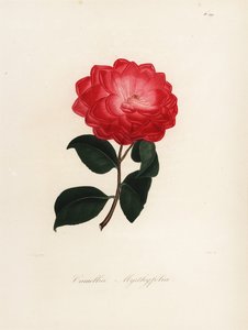 Camellia japonica çeşidi, Camellia myrthyfolia by Jakob (after) Jung