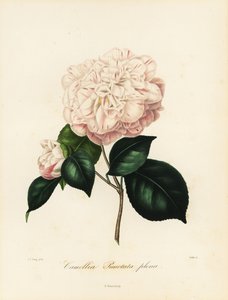 Camellia japonica çeşidi, Camellia punctata plena by Jakob (after) Jung
