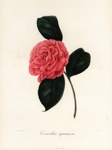 Camellia japonica çeşidi, Camellia squamosa veya Camellia squammosa by Jakob (after) Jung