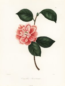 Sweet'in boyalı çiçekli kamelyası, Camellia japonica çeşidi, Camellia tatlım by Jakob (after) Jung
