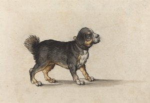 Altın Aletli Yakalı Mastiff by Jakob Walther