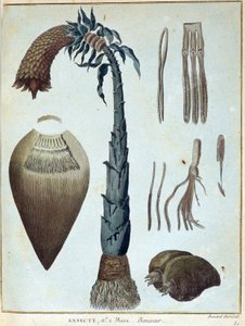 Muz - 1768-1772 yılları arasında Nil'in kaynaklarını keşfetmeye girişilen "" Nubia ve Habeşistan'a Yolculuk"ta, James Bruce, cilt. 1, Paris by James Bruce