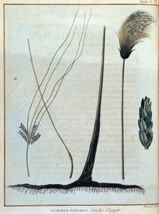 Cyperus papirüs, Mısır suşu - “” 1768-1772 yılları arasında Nil'in kaynaklarını keşfetmeye girişilen Nubia ve Habeşistan'a Yolculuk”ta, James Bruce, cilt. 1, Paris by James Bruce