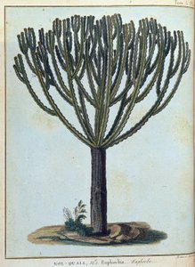Kol-quall (Kol quall), sütleğen (kaktüs) - “” 1768-1772 yılları arasında Nil