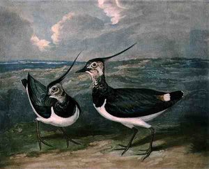 Plovers, İngiliz Tüy Oyunu
