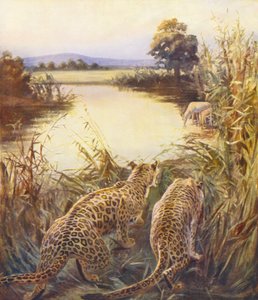 Kutsal Topraklar: quot;Ürdün#39;ün Gururuquot;ndaki Leoparlar (renkli taşbaskı)