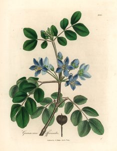 Mavi çiçekli Guaiacum officinale, William Woodville