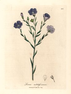 Mavi çiçekli keten, Linum usitatissimum, William Woodville