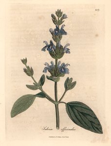 Mavi çiçekli adaçayı, Salvia officinalis, William Woodville