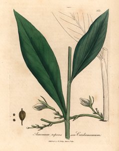Kakule, Elettaria kakule, William Woodville