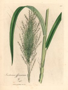 Ortak şeker kamışı, Saccharum officinarum, William Woodville'den James Sowerby ve Sir William Jackson Hooker'ın "Tıbbi Botanik" 1832 (el renkli bakır levha gravürü) tarafından yapılan botanik bir illüstrasyondan by James (after) Sowerby