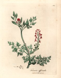 Kızıl çiçekli fumitory, Fumaria officinalis, William Woodville