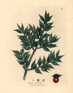 Yeşil çiçekli kasap süpürgesi, Ruscus aculeatus, William Woodville