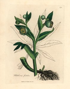 Yeşil çiçekli pis kokulu hellebore veya ayı ayağı, Helleborus foetidus, William Woodville