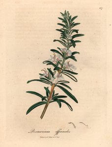 Açık mavi çiçekli biberiye, Rosmarinus officinalis, William Woodville