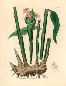 Dar yapraklı zencefil, Zingiber officinale, William Woodville