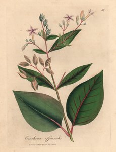Pembe çiçekli Peru kabuğu ağacı, Cinchona officinalis, William Woodville