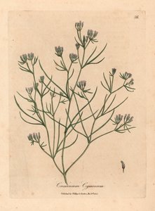 Pembe çiçekli kimyon, Cuminum cyminum, William Woodville