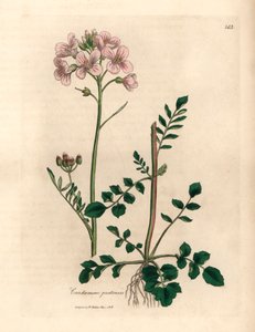 Pembe çiçekli bayan önlüğü veya guguk çiçeği, Cardamine pratensis, William Woodville