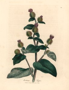 Mor çiçekli dulavratotu, Arctium lappa, William Woodville