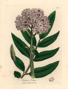 Mor çiçekli cüce yaşlı ağaç, Sambucus ebulus, William Woodville