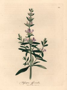 Mor çiçekli çördük, Hyssopus officinalis, William Woodville