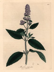 Mor çiçekli nane, Mentha piperita, William Woodville