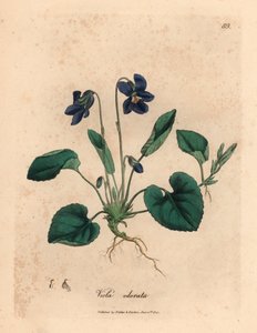Mor çiçekli tatlı menekşe, Viola odorata, William Woodville