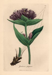 Mor centiyana, Gentiana purpurea, William Woodville