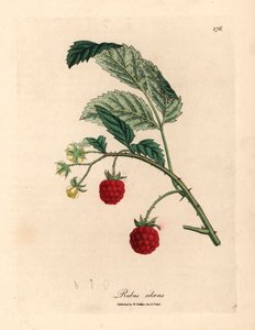 Olgun meyveli ve sarı çiçekli ahududu çalısı, Rubus idaeus, William Woodville