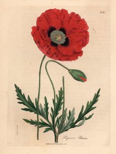 Kırmızı veya mısır haşhaşı, Papaver rhoeas, William Woodville