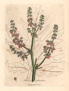 Rubarb çiçekleri ve sapı, yaprak anahatları, Rheum palmatum, William Woodville