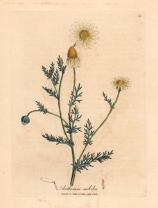 Beyaz ve sarı çiçekli papatya, Anthemis nobilis, William Woodville