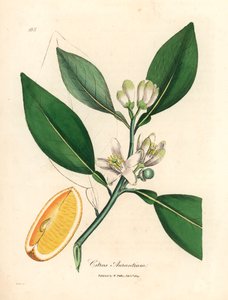 Portakal ağacının beyaz çiçeği ve olgun meyve bölümü, Citrus aurantium, William Woodville