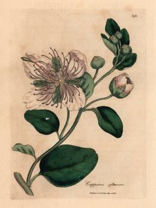 Beyaz çiçekli kapari çalısı, Capparis spinosa, William Woodville